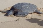 Honu sea turtles on the beach